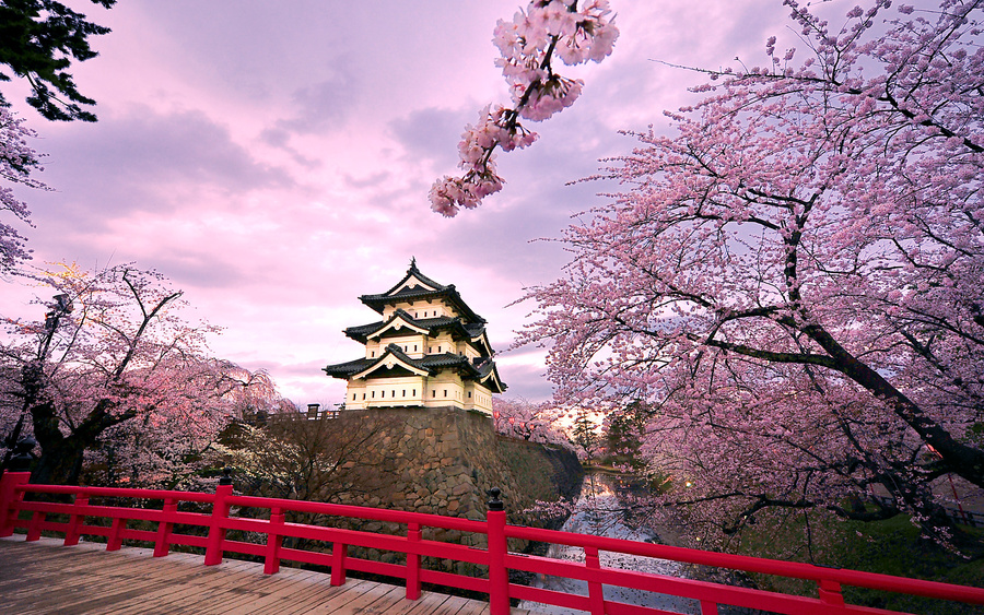 弘前城と桜 (Hirosaki Castle and cherry blossoms)